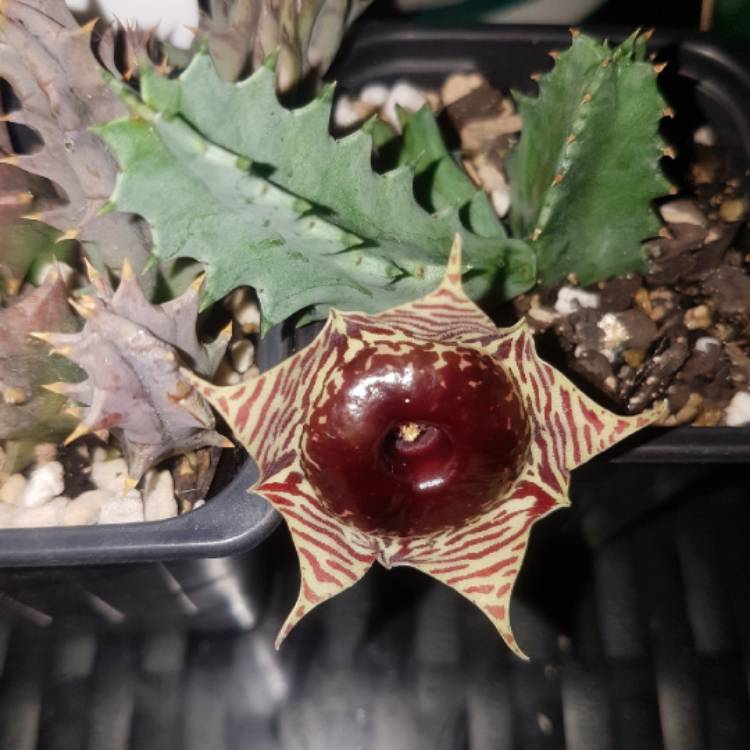 Plant image Huernia Zebrina var. Magniflora