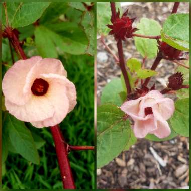 Hibiscus sabdariffa