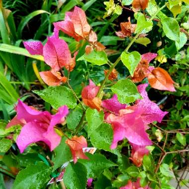 Bougainvillea Red Dragon™ 'Summer'