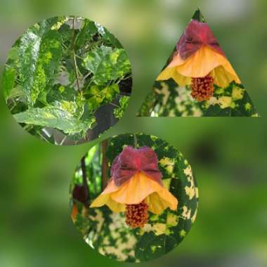 Abutilon megapotamicum syn. Abutilon vexillarium