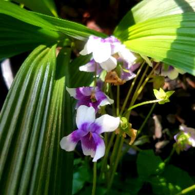 Viola hederacea