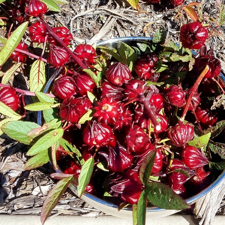 Plant image Hibiscus sabdariffa