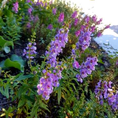 Angelonia Angustifolia