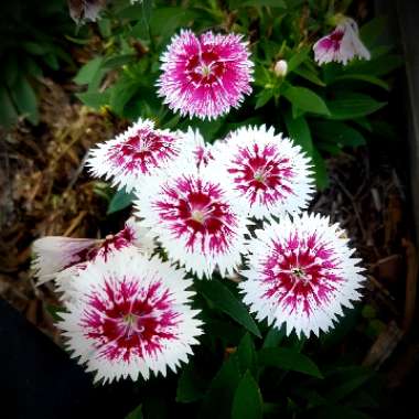 Dianthus chinensis 'White Fire'