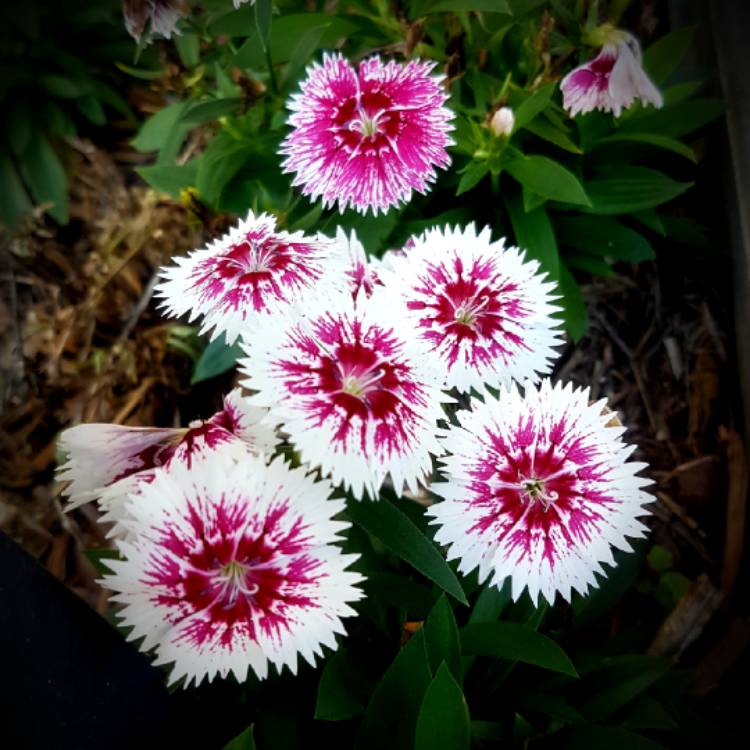 Plant image Dianthus chinensis 'White Fire'