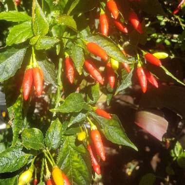 Capsicum Annuum 'Birds Eye'