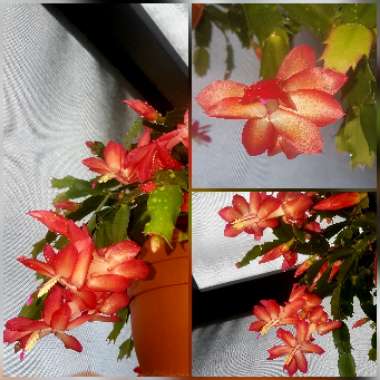 Schlumbergera truncata Peach Parfait