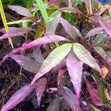 Barleria Obtusa 'Purple Gem'