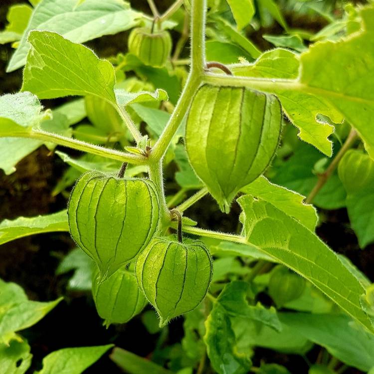 Plant image Physalis Peruviana 'Golden Gem'