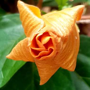 Hibiscus rosa-sinensis 'Athenacus'