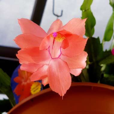 Schlumbergera Truncata Rusty