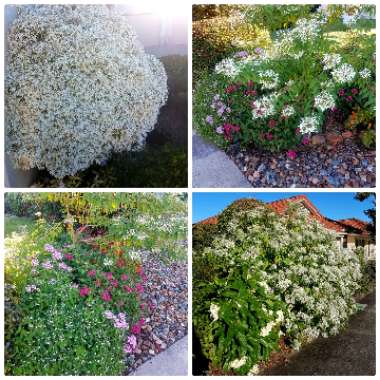 Euphorbia 'Stardust White Sparkle'