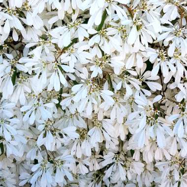 Euphorbia 'Stardust White Sparkle'