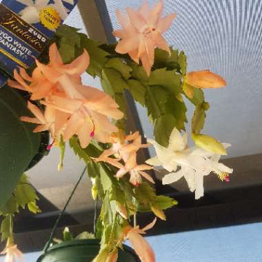 Schlumbergera White Fantasy