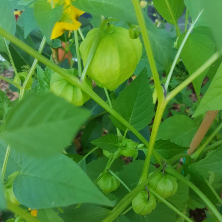 Plant image Physalis philadelphica 'Verde'