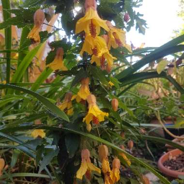 Abutilon 'Kentish Belle'