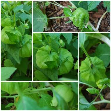 Physalis philadelphica 'Verde'