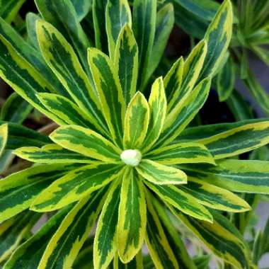 Euphorbia x martini 'Ascot Rainbow'