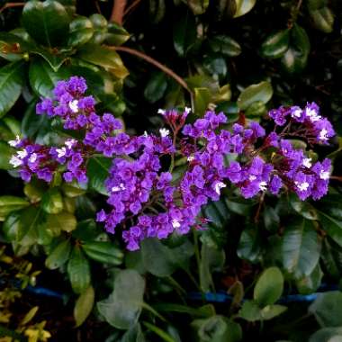 Limonium perezii 'Blue Seas'