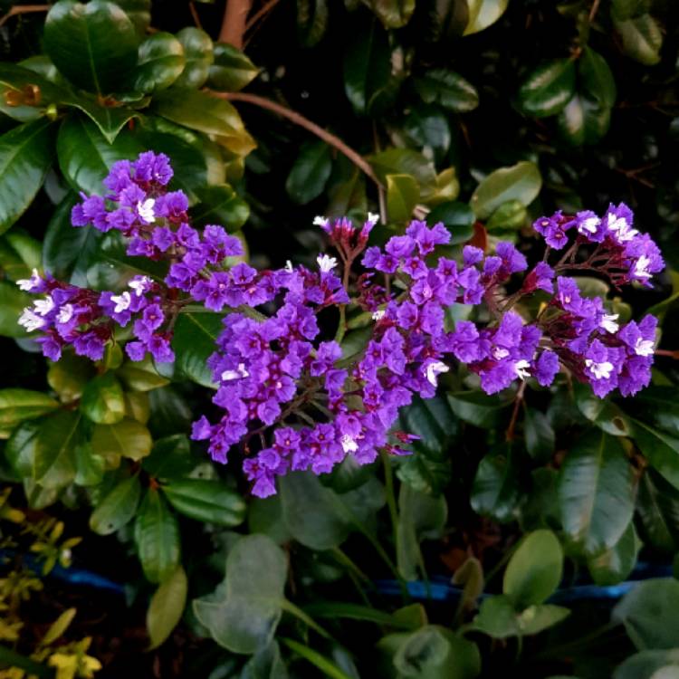 Plant image Limonium perezii 'Blue Seas'