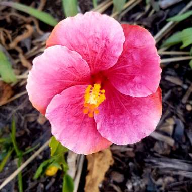 Hibiscus rosa-sinensis