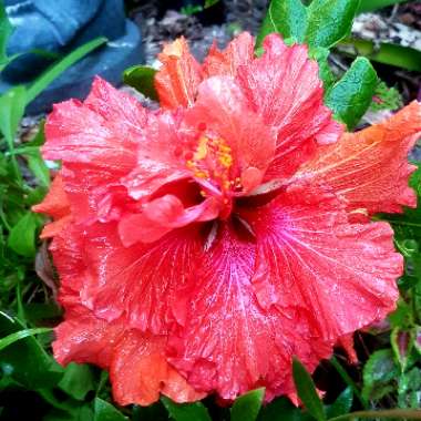 Hibiscus Rosa-Sinensis 'Jamie Lea'