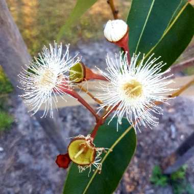 Corymbia Ficifolia 'Snowflake'