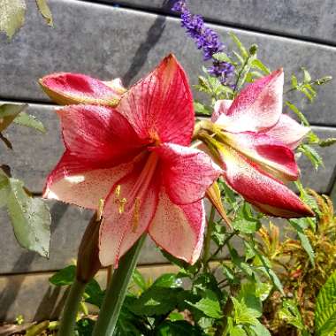 Hippeastrum (Diamond Group) 'Charisma'