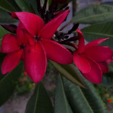 Plumeria Rubra 'Darwin Red'