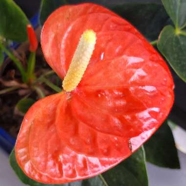 Anthurium 'Prince of Orange'