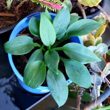 Hosta 'Fragrant Blue'