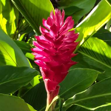 Alpinia Purpurata