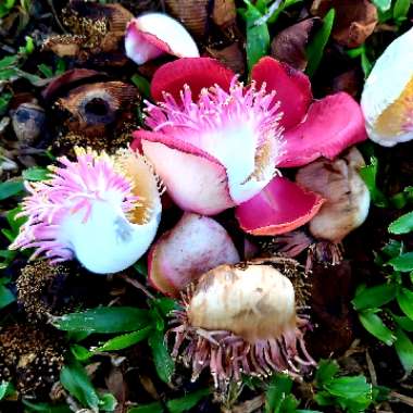 Couroupita Guianensis