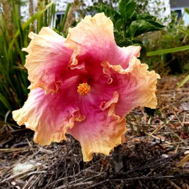 Hibiscus rosa-sinensis 'Cecelia Wyatt'