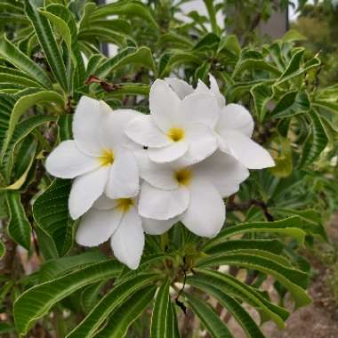 Plumeria pudica