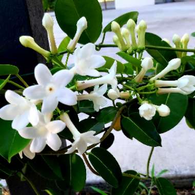 Stephanotis floribunda