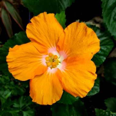 Hibiscus rosa-sinensis 'Sunburst'