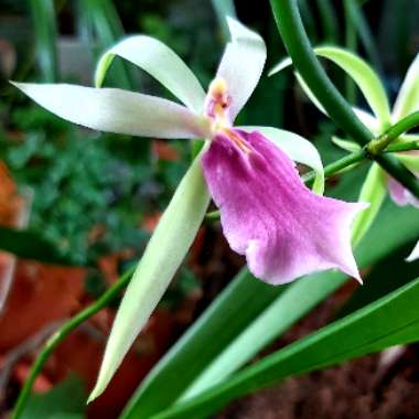 Miltonia Regnellii 