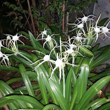 Hymenocallis littoralis