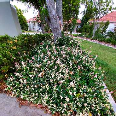 Trachelospermum jasminoides 'Tricolor'