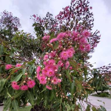 Corymbia Ficifolia 'Summer Pink'