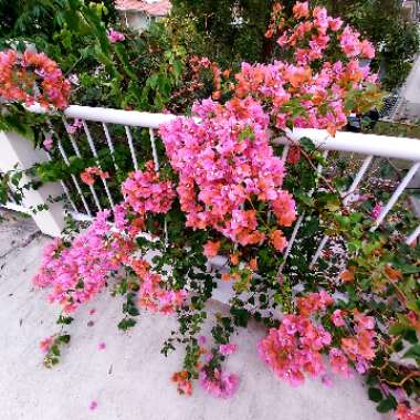 Bougainvillea Red Dragon™ 'Summer'