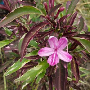 Barleria Obtusa 'Purple Gem'