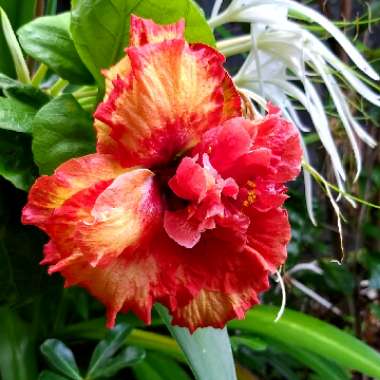 Hibiscus Rosa-Sinensis 'Jamie Lea'