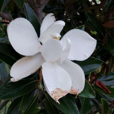 Magnolia grandiflora 'Little Gem'