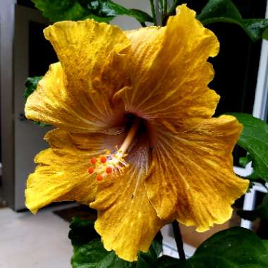 Hibiscus rosa-sinensis 'Uubeecee'