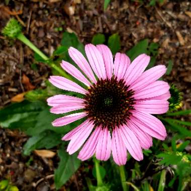 Echinacea