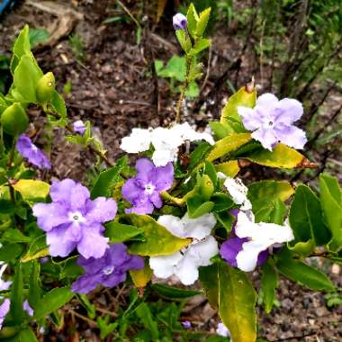 Brunfelsia pauciflora 'Floribunda'