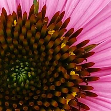 Echinacea