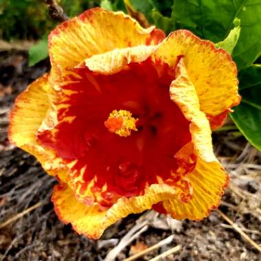 Hibiscus rosa-sinensis 'Rain Showers'